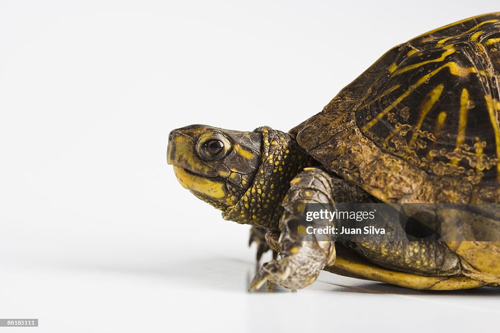 Turtle walking on reflective white background