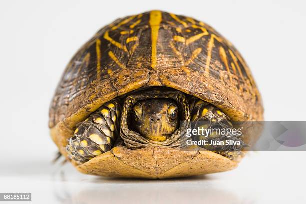 turtle hidden inside its shell - emídidos fotografías e imágenes de stock
