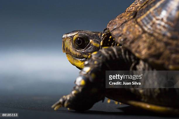 turtle walking, close-up - emídidos fotografías e imágenes de stock