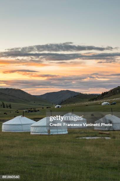 nomadic gers and livestock in the background at sunset. burentogtokh district, hovsgol province, mongolia. - innere mongolei stock-fotos und bilder