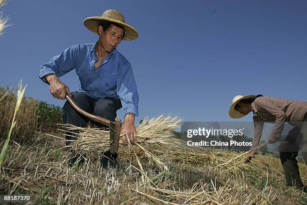 Reeping Reaping Hook Photos and Premium High Res Pictures - Getty Images