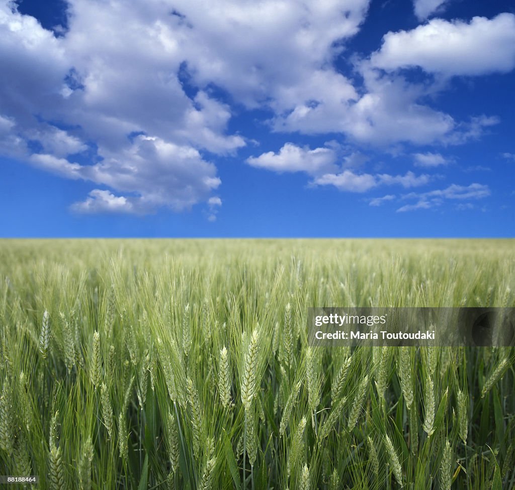 Wheatfield and blue sky