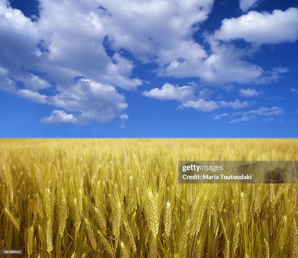 Wheatfield and blue sky