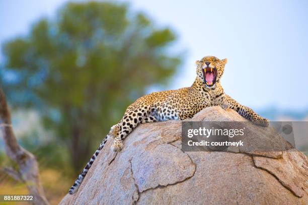 leopard sitter på en klippa. - tanzania bildbanksfoton och bilder