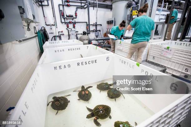 Kemp's ridley sea turtles sit in a warming pool at New England Aquarium's Sea Turtle Hospital on November 29, 2017 in Quincy, Massachusetts. The New...