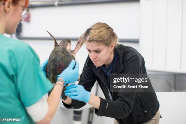 Worker inspects a Kemp's ridley sea turtle, the most endangered sea turtle species, at New England Aquarium's Sea Turtle Hospital on November 29,...