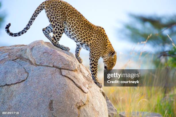 leopard på en klippa. - afrikansk leopard bildbanksfoton och bilder