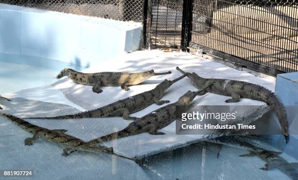 Gharial Transferred from Chambal at Chhatbir Zoo in District Mohali Of Punjab on November 29, 2017 near Chandigarh, India.