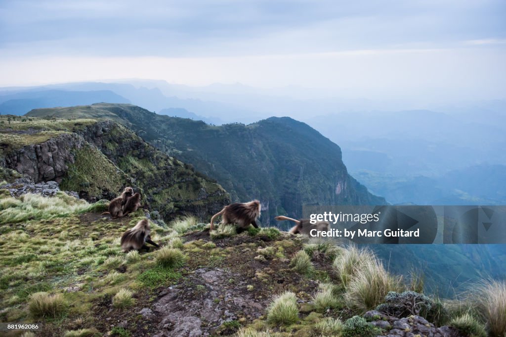 A family of gelada monkeys (Theropithecus gelada) beginning to descend to their cliff side caves for the night, Simien Mountains National Park, Ethiopia