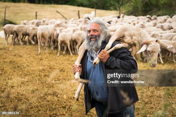 farmer holding a sheep - man with gray hair stock pictures, royalty-free photos & images