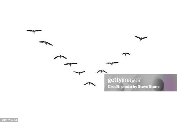 canada geese flying in formation - oca canadese foto e immagini stock