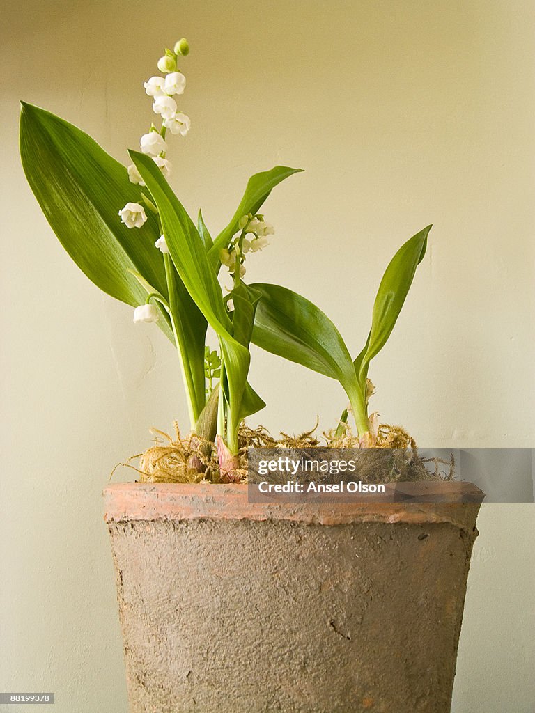 Lily in a clay pot