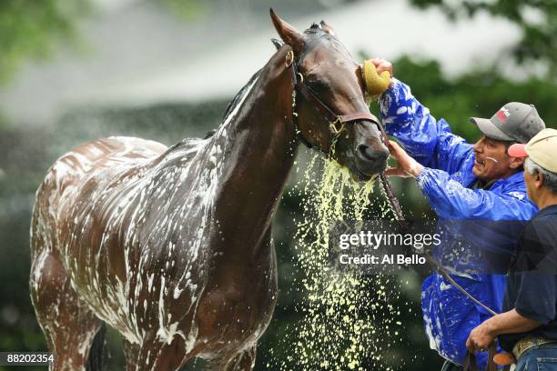Kentucky Derby winner Mine That Bird is given a bath by Charlie Figueroa after a training session for The Belmont Stakes on June 4, 2009 in Elmont,...