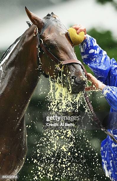Kentucky Derby winner Mine That Bird is given a bath by Charlie Figueroa after a training session for The Belmont Stakes on June 4, 2009 in Elmont,...