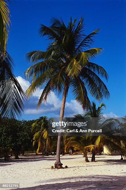 palm trees and sandy beach - ann purcell stockfoto's en -beelden