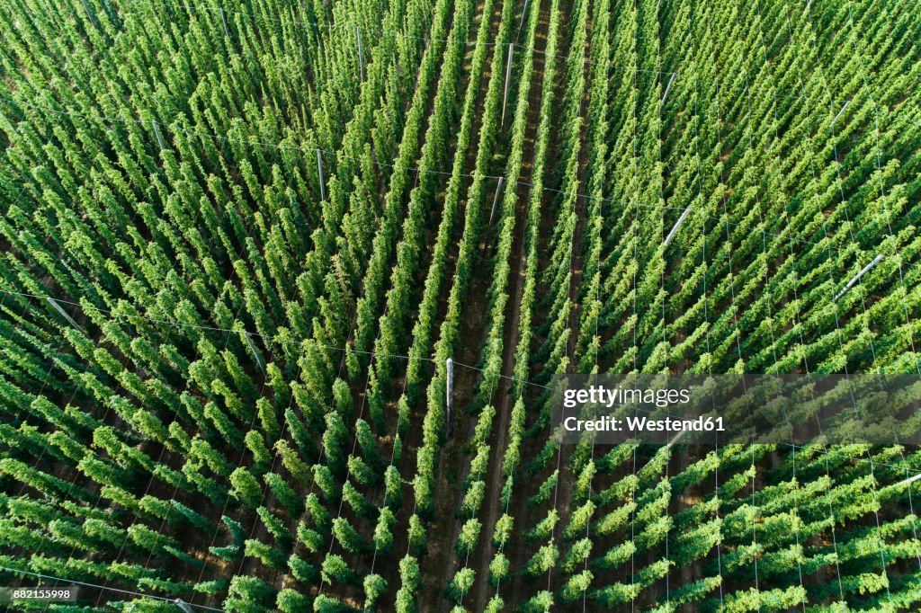 Germany, Bavaria, hop field, aerial view