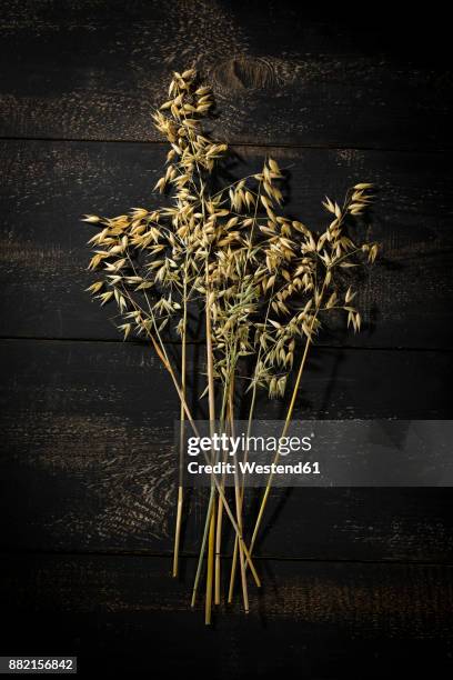 ripe spike of oat on dark wood - oat ear stock pictures, royalty-free photos & images