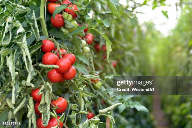 tomato plants in a greenhouse - tomato plant stock pictures, royalty-free photos & images