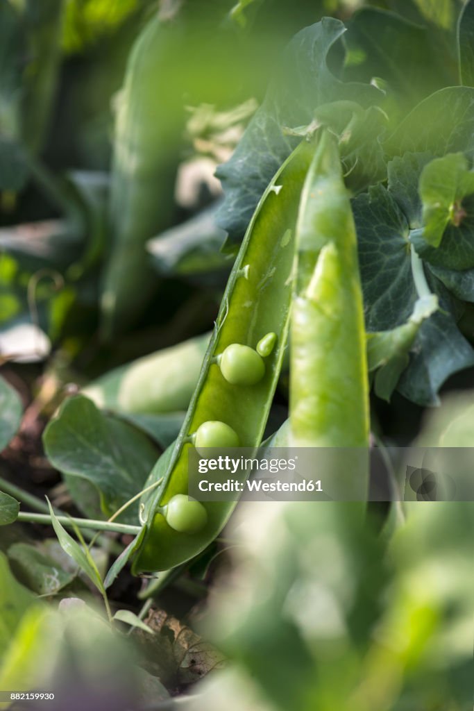 Peapod