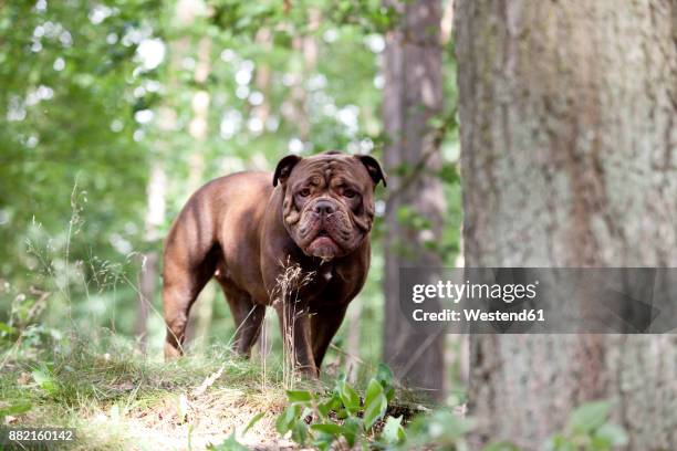 olde english bulldogge standing in forest - bulldogge stock-fotos und bilder