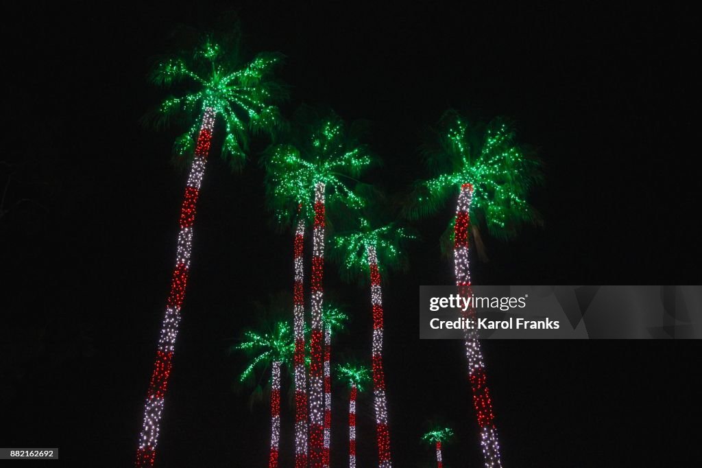 Palm trees illuminated at Christmas