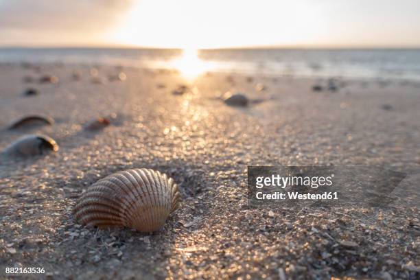 germany, lower saxony, east frisia, langeoog, seashells on the beach at sunset - langeoog photos et images de collection