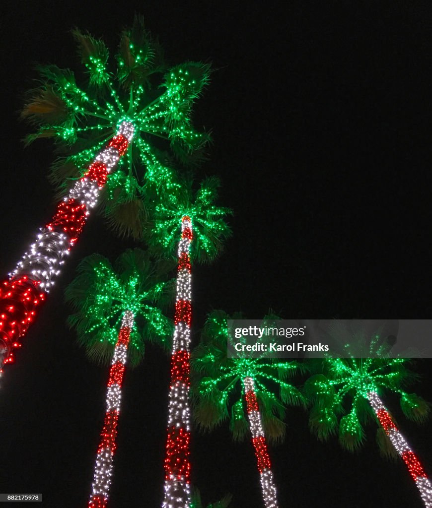 Palm trees illuminated at Christmas