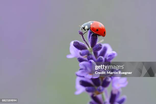 seven spot ladybird (coccinella septempunctata) on lavender. - seven spot ladybird stock pictures, royalty-free photos & images