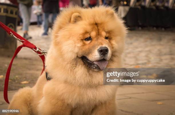 chow chow - puppy chow stock pictures, royalty-free photos & images