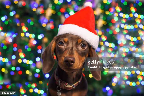 christmas puppy pet portrait - dachshund christmas stock pictures, royalty-free photos & images