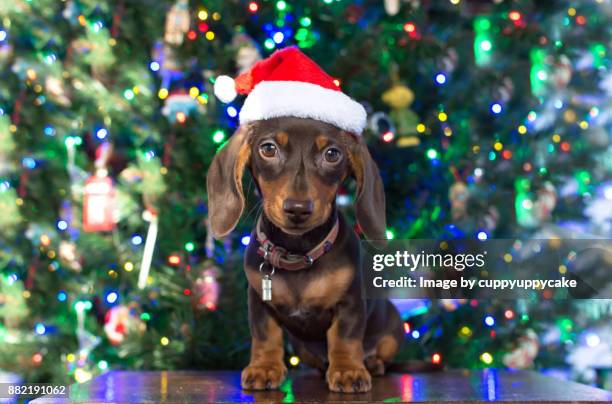 chocolate dachshund puppy christmas card - christmas outfits for dogs photos et images de collection