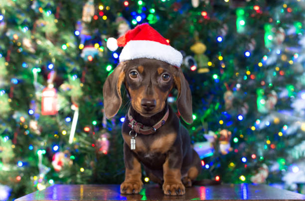 chocolate dachshund puppy christmas card - christmas dog stock pictures, royalty-free photos & images
