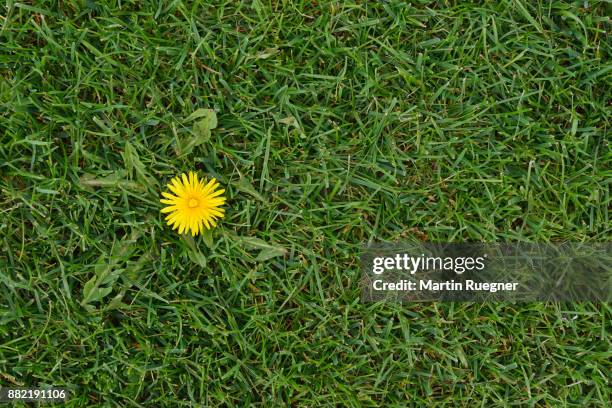 dandelion (taraxacum officinale) in meadow. - wildpflanze stock-fotos und bilder