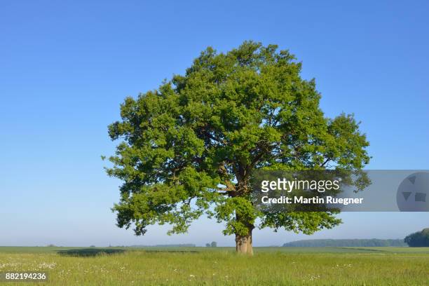 oak tree in meadow . - solitario foto e immagini stock