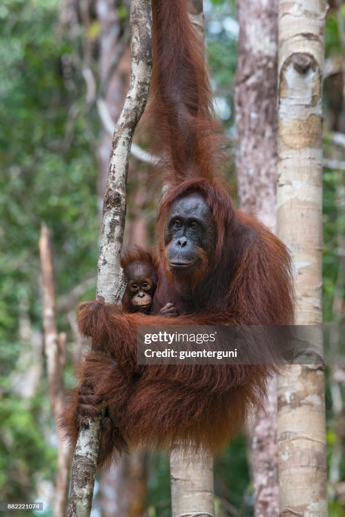 Female Orang Utan with baby in a tree, wildlife shot