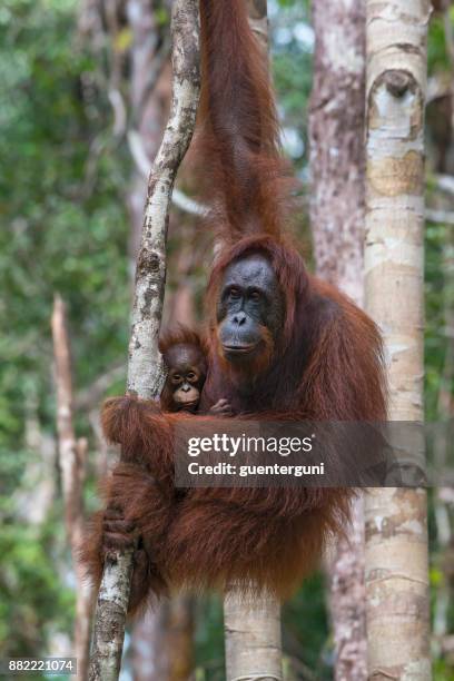 female orang utan with baby in a tree, wildlife shot - island of borneo stock pictures, royalty-free photos & images