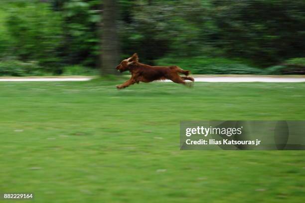 dog running on grass field with ball in mouth, panning shot - katsouras stock-fotos und bilder