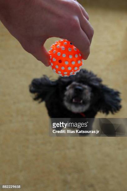 black poodle dog jumps to catch squeaky ball toy, defocused - katsouras stock-fotos und bilder