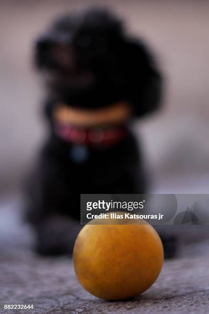 poodle dog with squeaky ball, defocused - katsouras stock-fotos und bilder