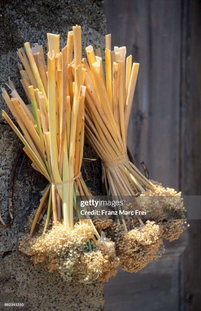Drying allium flowers, Pantelleria, Sicily, Italy