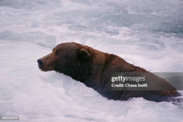 grizzly bear swimming in river - swift river stock pictures, royalty-free photos & images