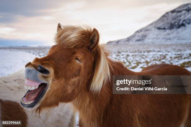 horse showing his teeth and laughing - pony paard stockfoto's en -beelden