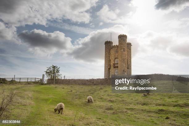 schafe weiden unter dem historischen broadway-turm - broadway worcestershire stock-fotos und bilder