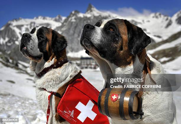 Saint Bernard dog Katy and Salsa pose at the Great Saint Bernard mountain pass on June 4, 2009 after their arrival at the monastery for the summer...