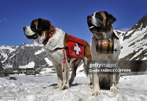 Saint Bernard dog Katy and Salsa pose at the Great Saint Bernard mountain pass on June 4, 2009 after their arrival at the monastery for the summer...