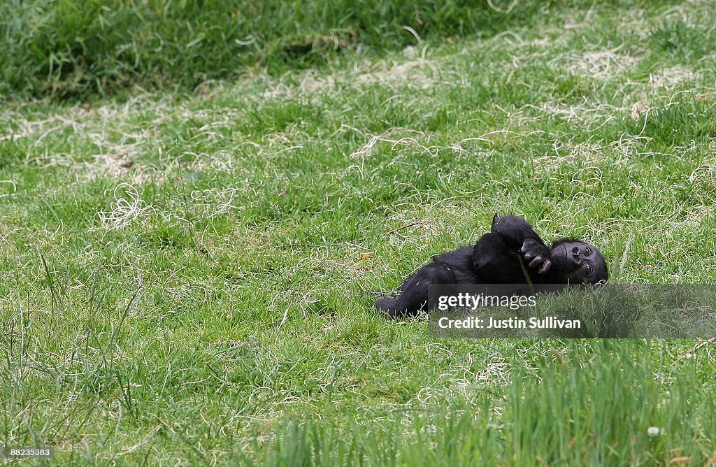 Six-Month-Old Baby Gorilla Makes Public Debut At San Francisco Zoo