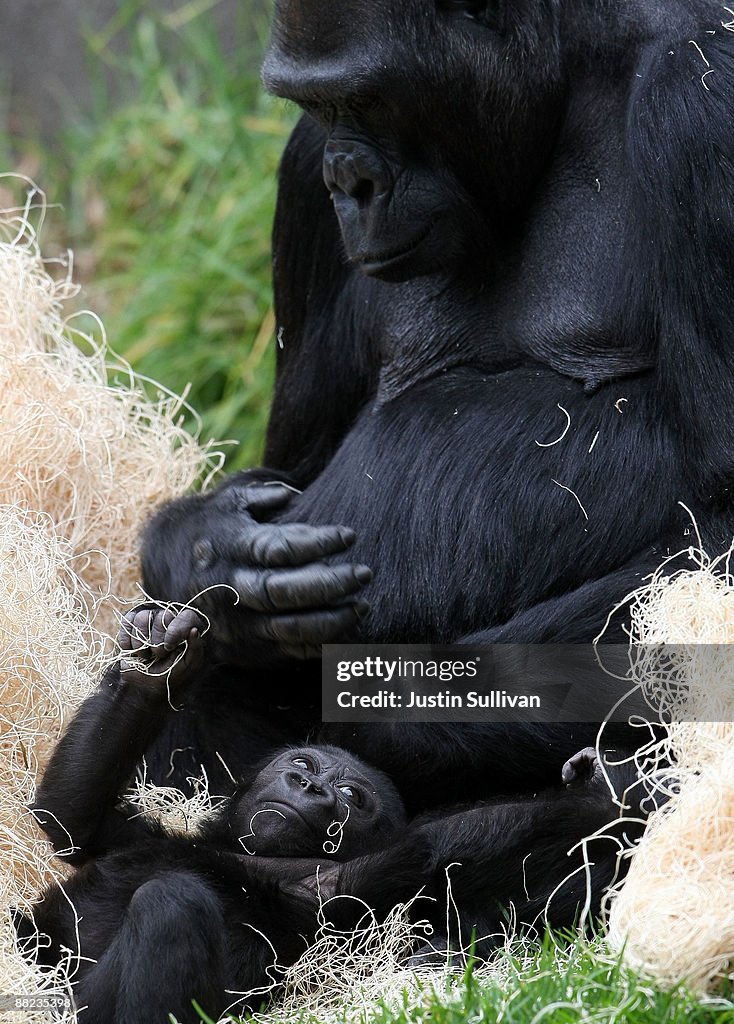 Six-Month-Old Baby Gorilla Makes Public Debut At San Francisco Zoo