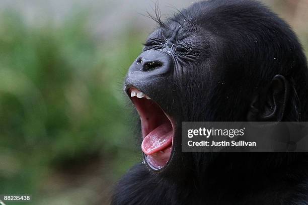 Hasani, a six month-old Western Lowland Gorilla, yawns as he plays in the gorilla exhibit during his first public viewing at the San Francisco Zoo...