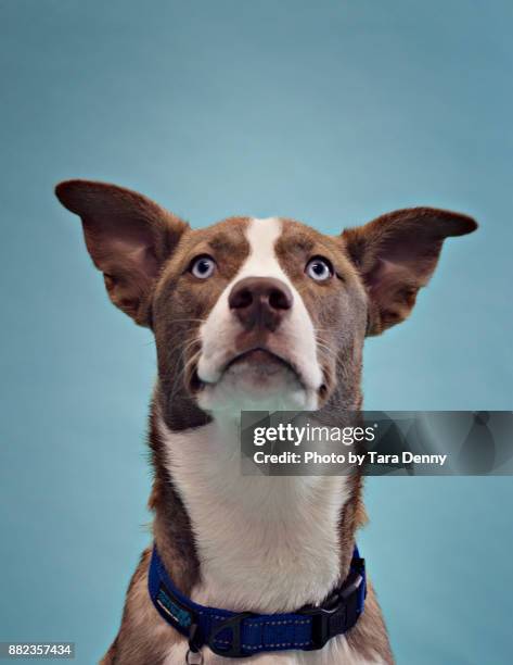 dogs posing adorably - american bulldog stock pictures, royalty-free photos & images