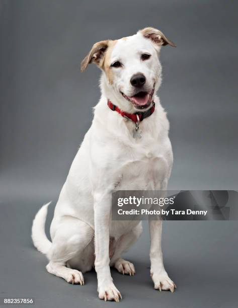 dogs posing adorably - american bulldog stock pictures, royalty-free photos & images